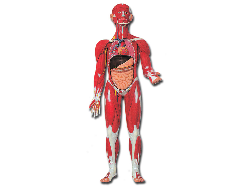 [40019] HUMAN BODY MUSCULATURE MOD.