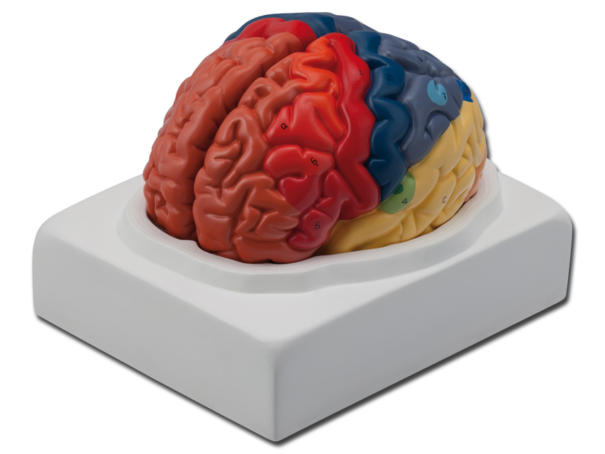 [40021] BRAIN MODEL - 1X
