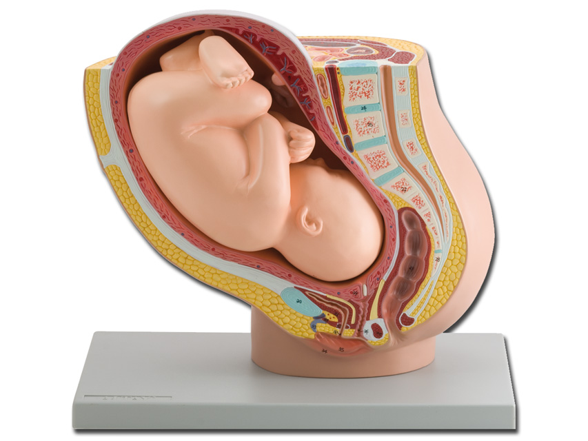 [40110] PELVIC MODEL + FETUS - 1X