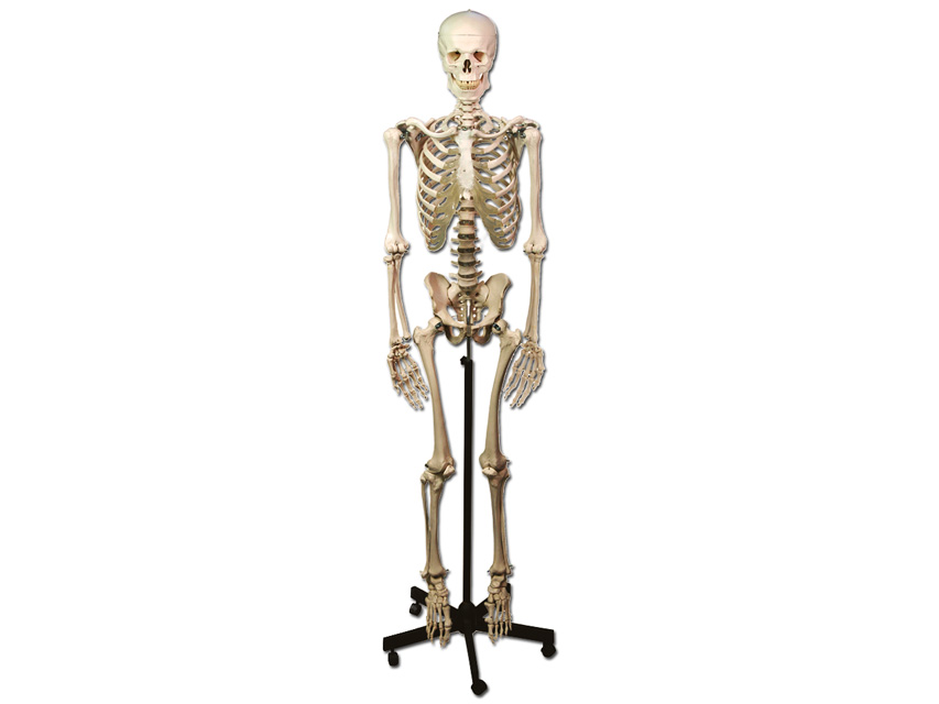 [40120] HUMAN SKELETON MODEL