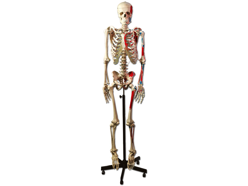[40125] MUSCULAR SKELETON MODEL