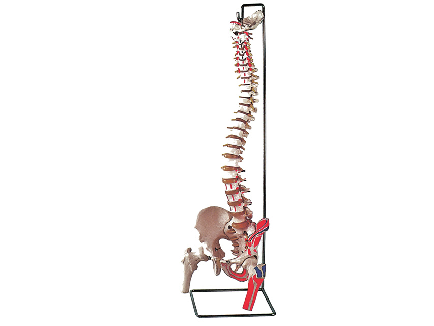[40131] MOD. VERTEBRAL COLUMN WITH FEMALE + muscles
