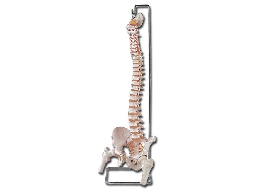 [40132] MOD. VERTEBRAL COLUMN WITH FEMORI + sacrum