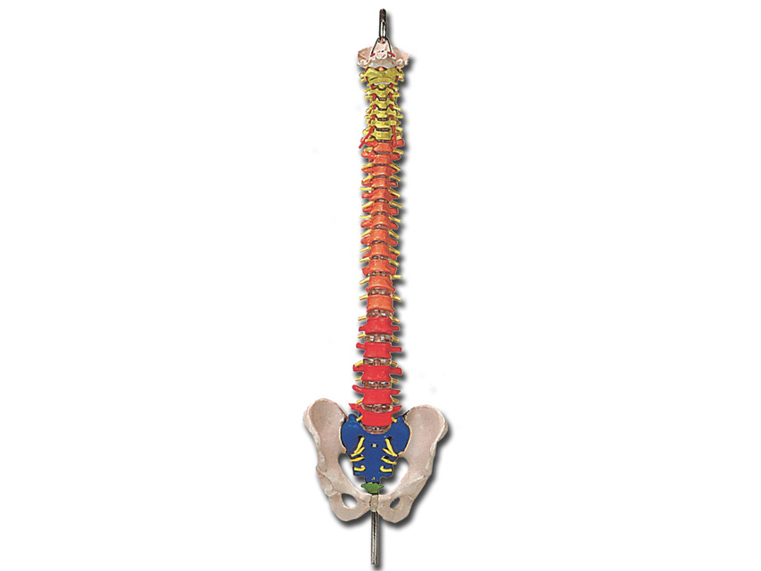 [40133] MOD. VERTEBRAL COLUMN with colour code
