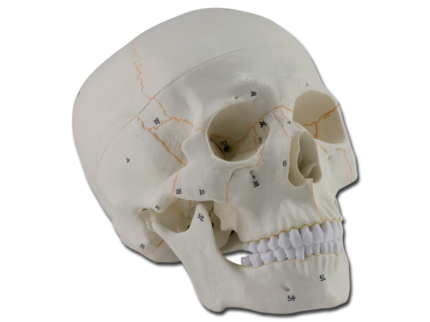 [40161] NUMBERED CRANIO MODEL - 3 parts - 1X