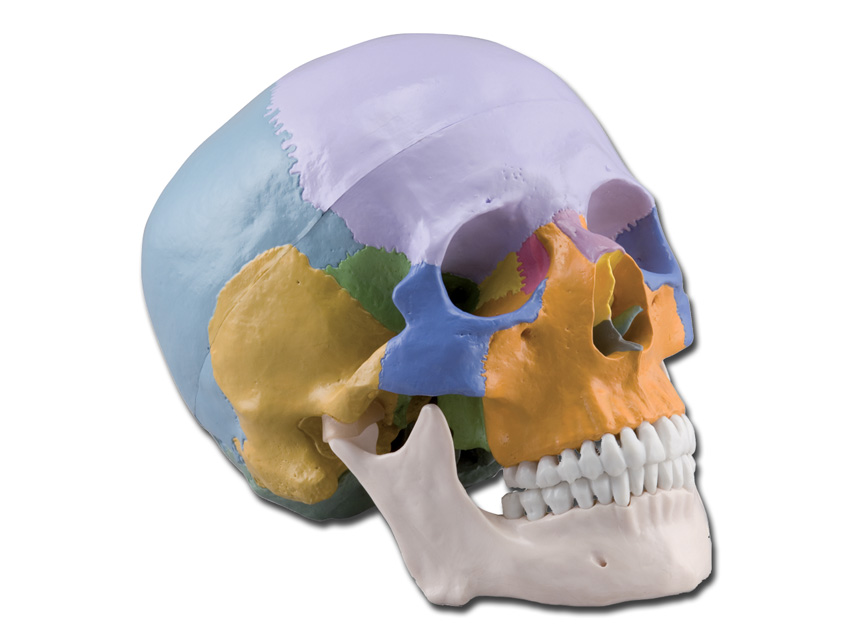 [40162] COLOURED CRANIUM MODEL - 3 parts - 1X