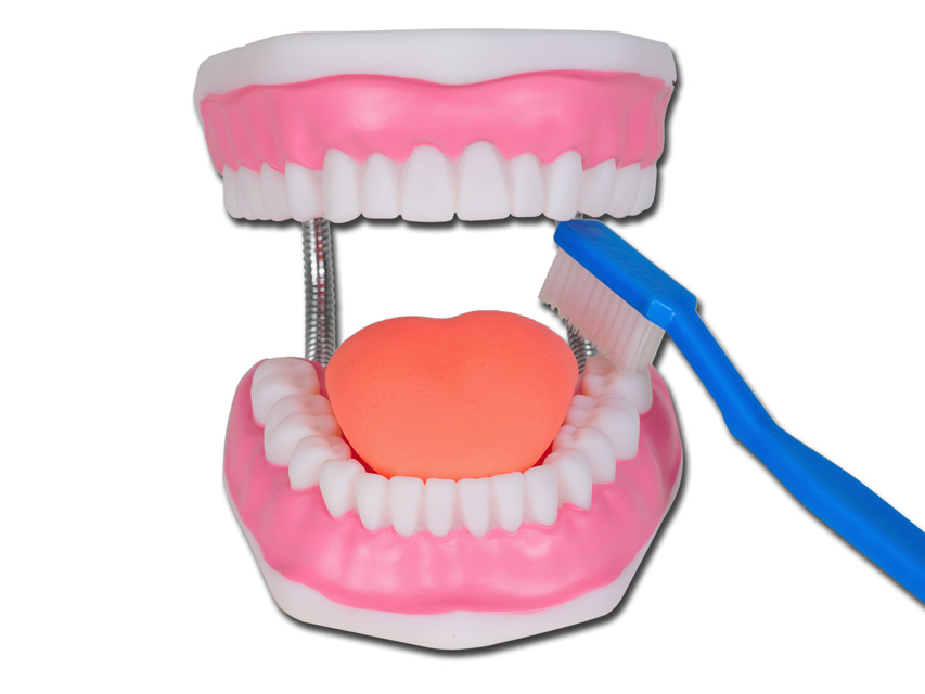 [40199] DENTAL HYGIENE MODEL 'VALUE' LINE