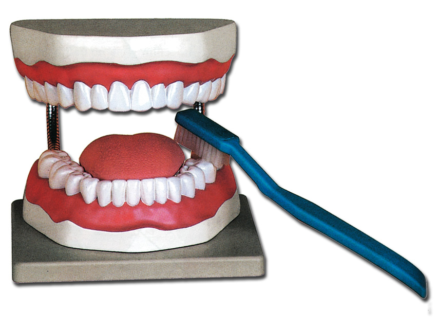 [40200] DENTAL HYGIENE MODEL