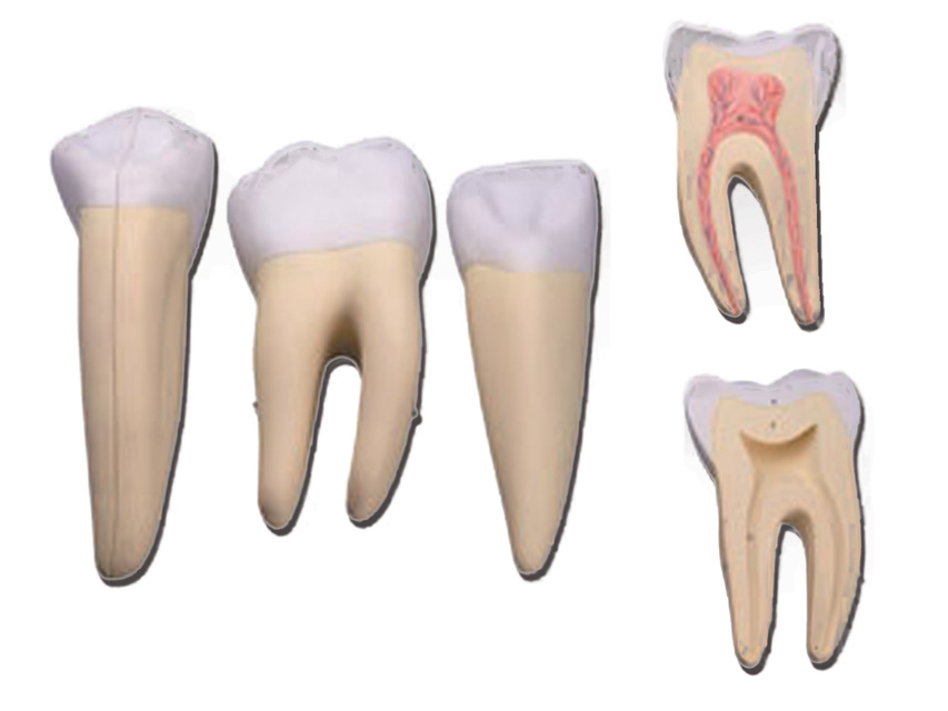 [40213] SET 3 TEETH (canine, molar, incisor)